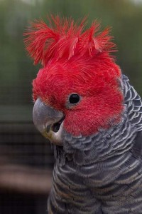 head and shoulder shot of a Gang-Gang Cockatoo; bird has red head and crest, gray scalloped feathres and gray beak