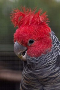 Male gang gang cockatoo by Luke-Fabish