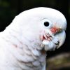 face of Goffin's cockatoo