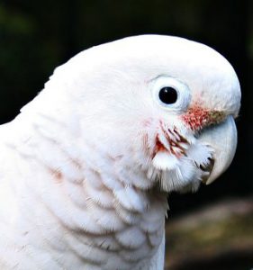 face of Goffin's cockatoo