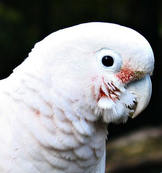 preparing goffin cockatoo