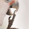 close up of Goffin's Cockatoo biting its talon