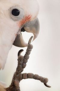 close up of Goffin's Cockatoo biting its talon