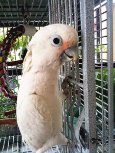 Goffin's cockatoo in a cage