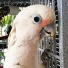 Goffin's cockatoo in a cage