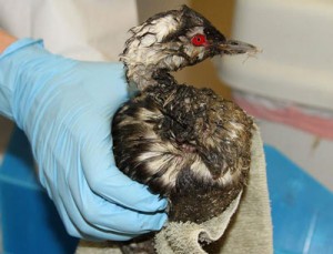 A grebe getting cleaned. (Photo courtesy International Bird Rescue)