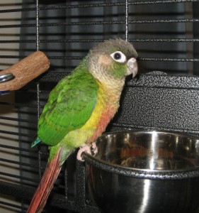 green-cheeked conure, green cheek, Pyrrura conure