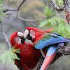 Two green winged macaws in the wild