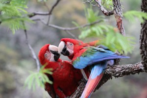 Two green winged macaws in the wild