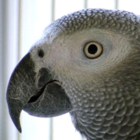 head profile shot of African grey parrot for Grey Parrot Anatomy Project