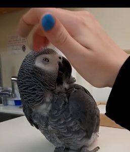 African grey parrot