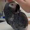 African Grey Parrot getting head scritches