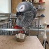 African grey parrot on a perch