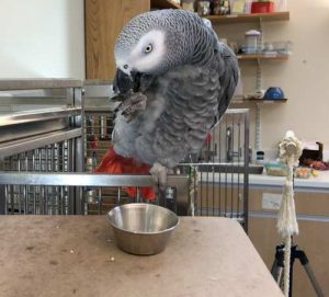 African grey parrot on a perch