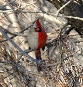 cardinal bird, red bird, half-colored bird