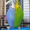 Half sider parakeet in a cage