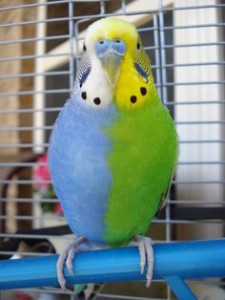 Half sider parakeet in a cage