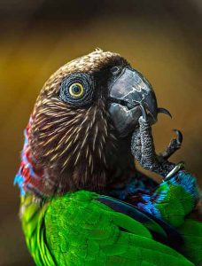 The Desert Cardinal: Beauty In the Desert – Pet Birds by Lafeber Co.