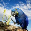 hyacinth macaw standing on branch with sky in background