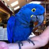 Hyacinth macaw, blue macaw perched on arm indoors
