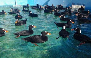 surf scoters