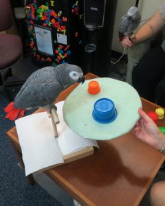 African Grey Parrot on a perch looks at two differenty sized and colored plastic cups