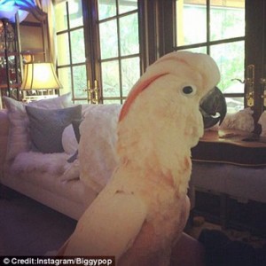 Iggy Pop's cockatoo posed in room that has couch, window, and guitar in behind the parrot