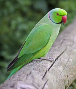 Indian ringneck, rose-ringed parakeet, Indian ring-necked parakeet, Indian parrot