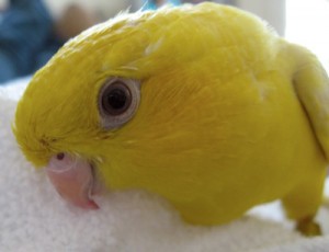 face of Yellow Lineolated parakeet