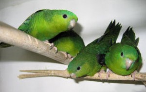 four lineolated parakeets on a branch