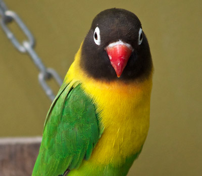 Why Birds' Eyes Are So Different From Ours – Pet Birds by Lafeber Co.