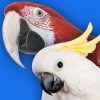 Green-winged macaw and cockatoo, red macaw, cockatoo
