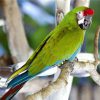 Military macaw sitting on a branch