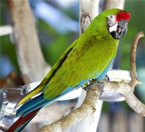 Military macaw sitting on a branch