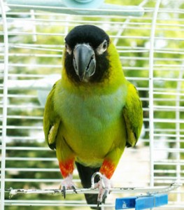 Nanday Conure