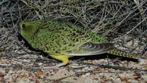 Night Parrot on ground in a bush