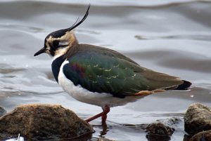 Northern Lapwing walking on the shore