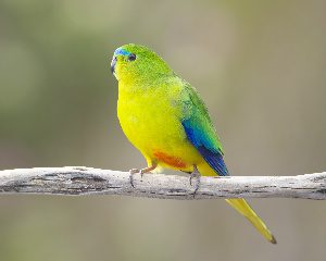 Swift Parrots & Orange-Bellied Parrots: Rare Migrators