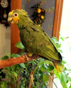 orange-winged Amazon parrot, old Amazon parrot