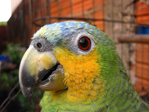 orange winged amazon diet