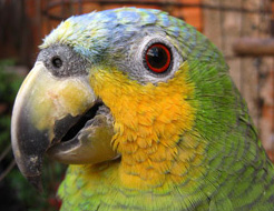 close up of face of orange-winged Amazon parrot