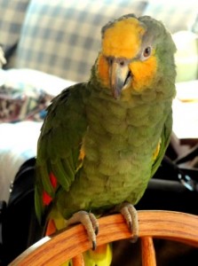 Orange-winged Amazon parrot, male Amazon Parrot