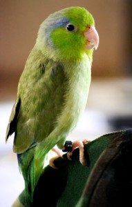 parrotlet fruits and vegetables