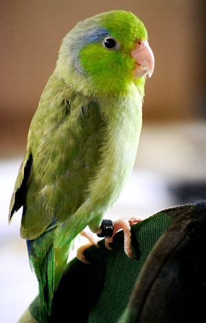 small pet birds that can talk