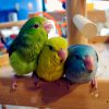 Pacific parrotlets, pocket parrot, tiny parrot