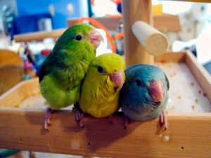 Pacific parrotlets, pocket parrot, tiny parrot