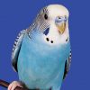 blue budgie / Parakeet on a perch