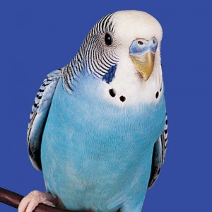 small parakeet