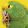Amazon Parrot holding a Nutri-Berrie in its foot