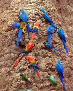 Macaws and Amazon parrots share a clay lick at the Tambopata National Reserve, Peru